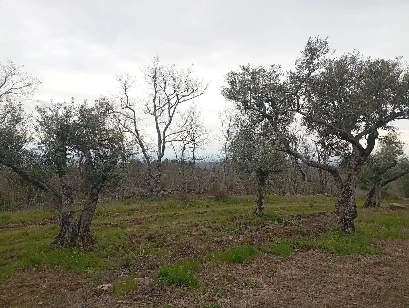 Terreni e lotti in vendita a Valverde de la Vera, imagen 10