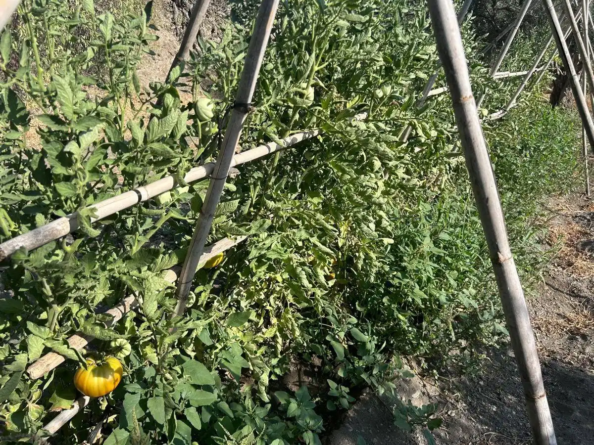 Jardí de Casa o xalet en venda en Álora amb Calefacció, Terrassa i Traster