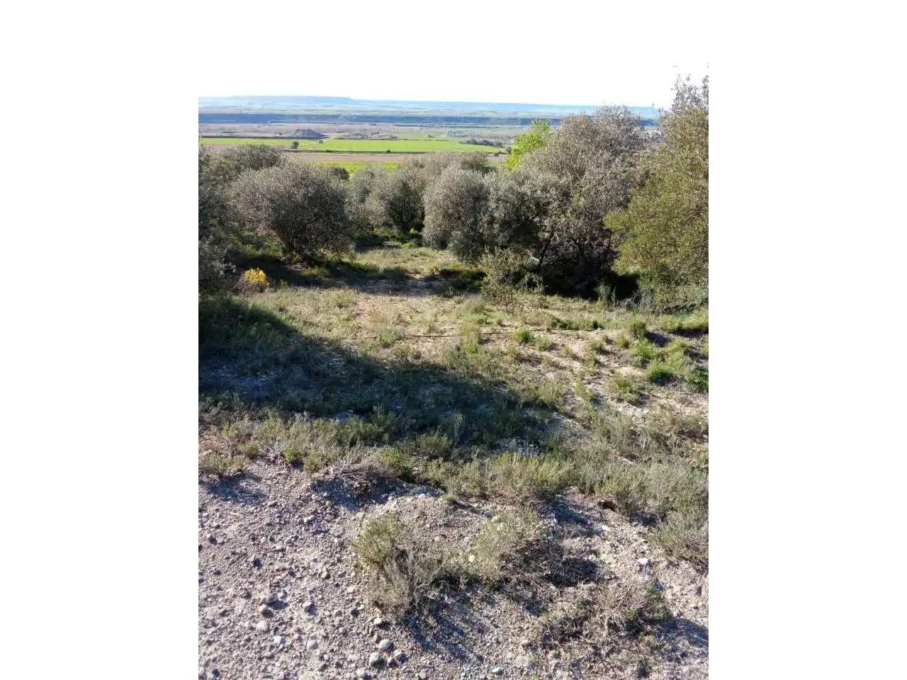 Terreno en venta en Alfántega