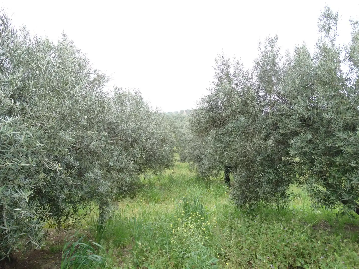 Lands and plots for sale in Calle CERRO LIMON, imagen 13