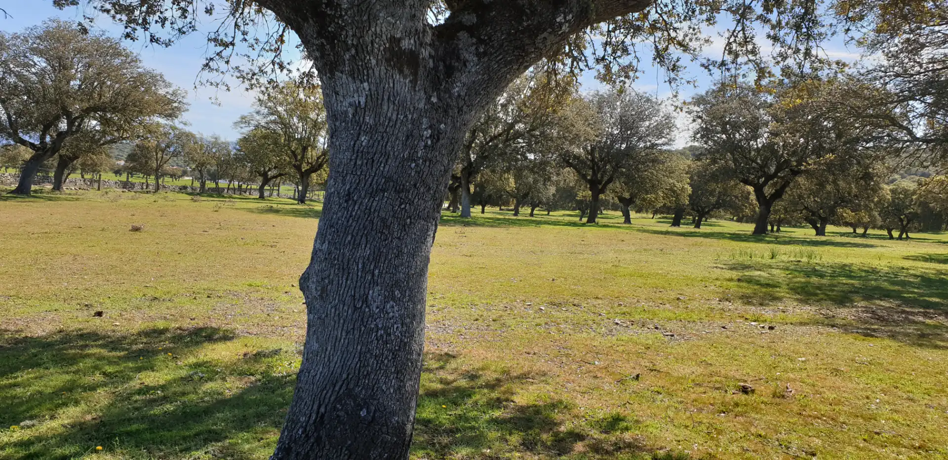 Terreno rustico in vendita a Villanueva de la Serena, imagen 5