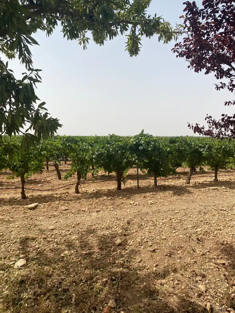 Terreno en venta en Socuéllamos