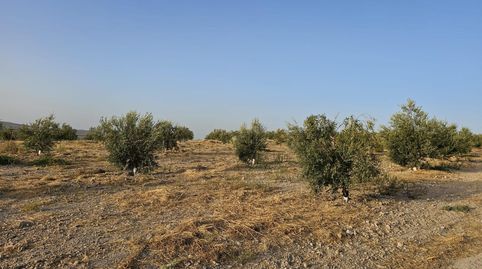 Finca de 16,68  hectáreas de secano con olivos jóvenes en Puente Piedra BAENA, immagine 5