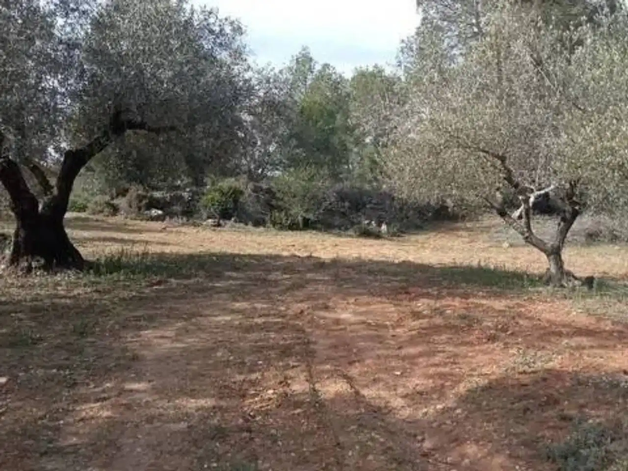 Terreno en venta en Guadasséquies
