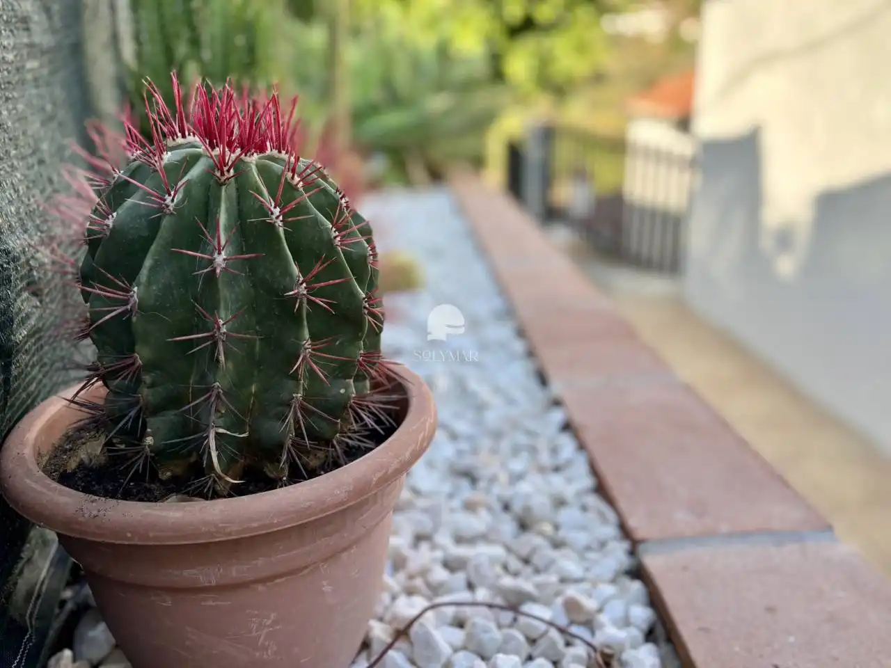 Jardín de Casa o chalet de alquiler en Canillas de Aceituno con Aire acondicionado, Calefacción y Jardín privado