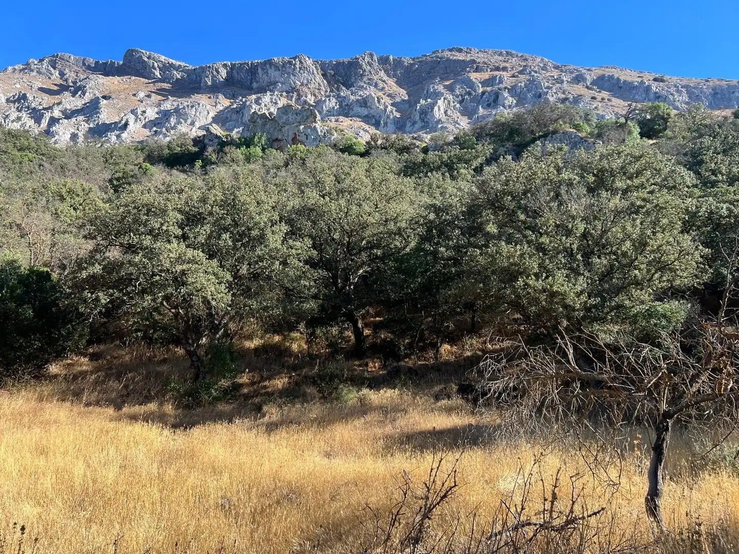 Finca rústica en venda en Antequera