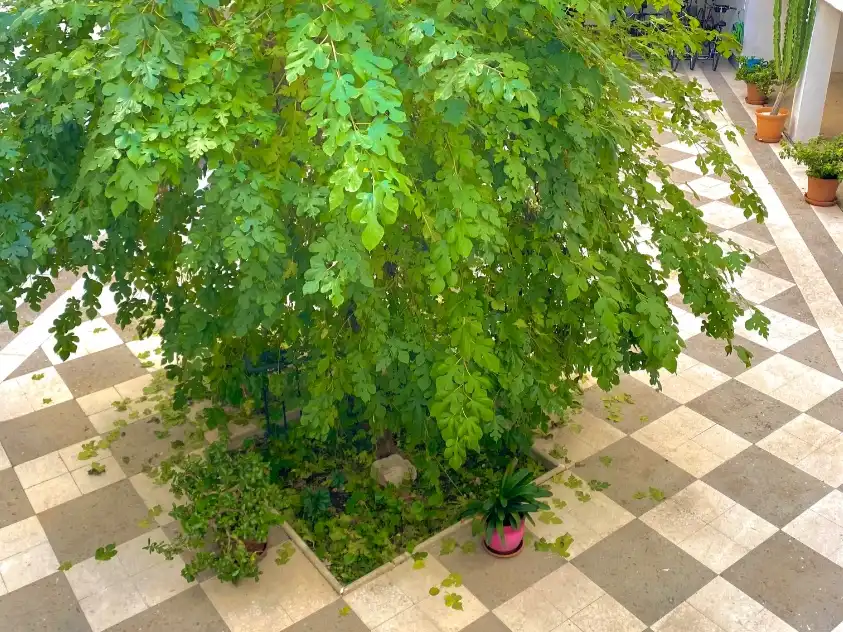 Wohnung mit Garten zur Miete in Santa Lucía 21, imagen 6