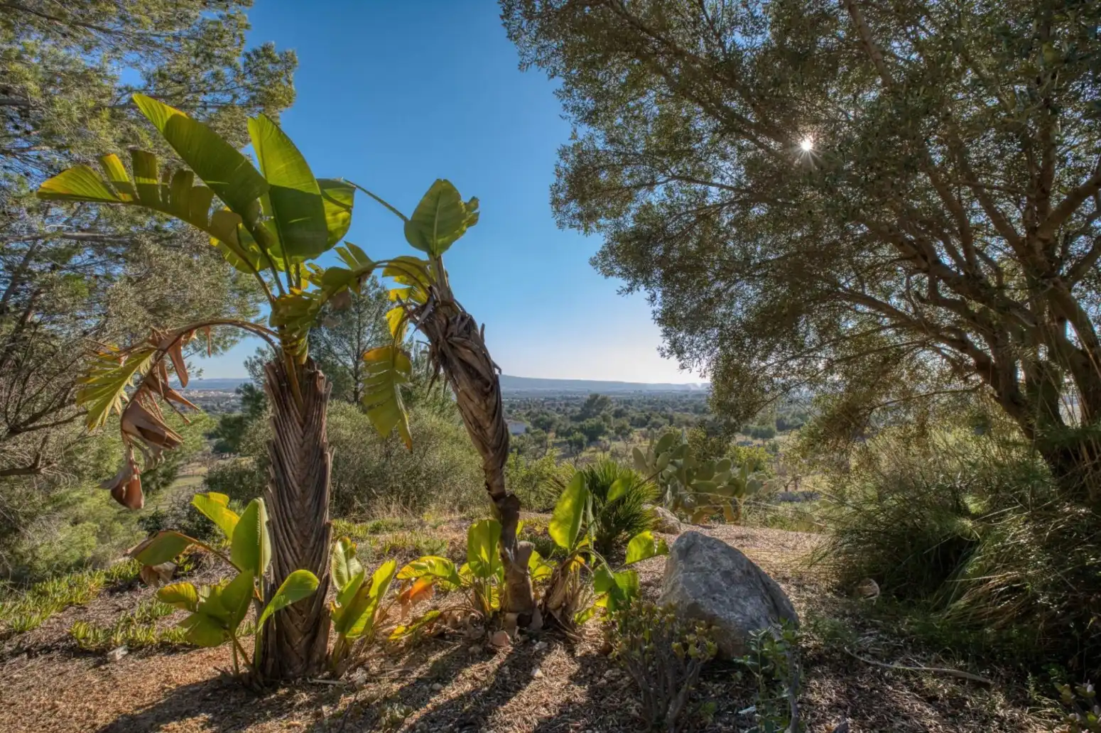 Maison avec terrasse à vendre à Santa María del Camí - Camino Camí des Raiguer, imagen 49