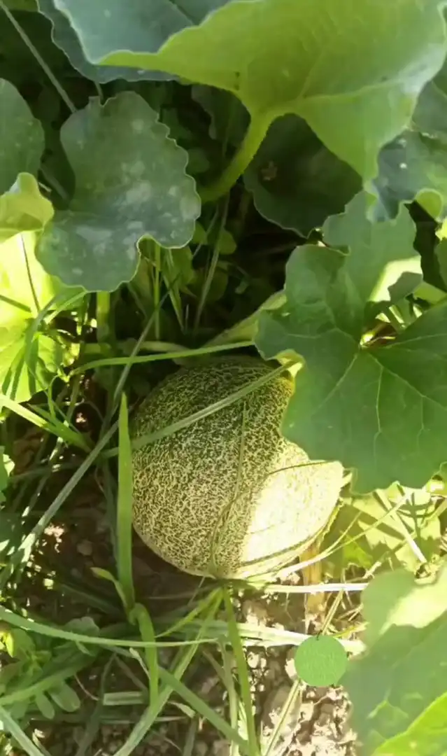 Finca rústica en venta en Altos de Estepona