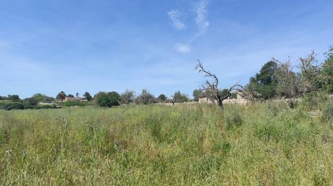 Foto 5 de Finca rústica en venda a N/a, -1, Sineu, Illes Balears