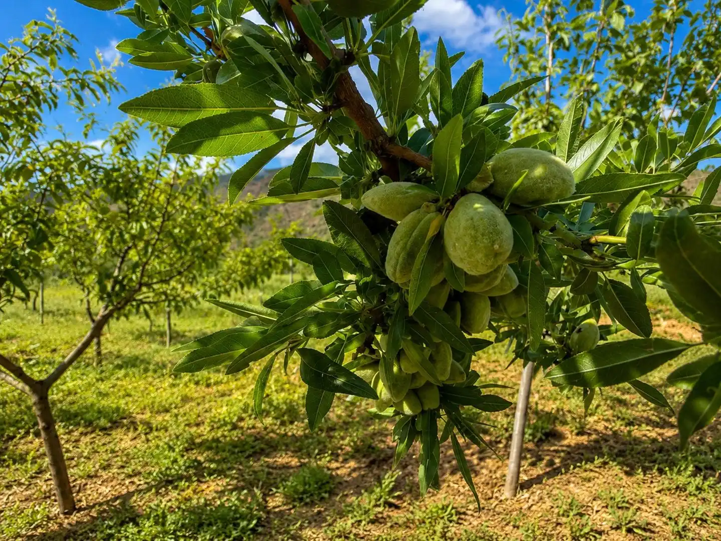 Finca rústica en venta en Monachil pueblo