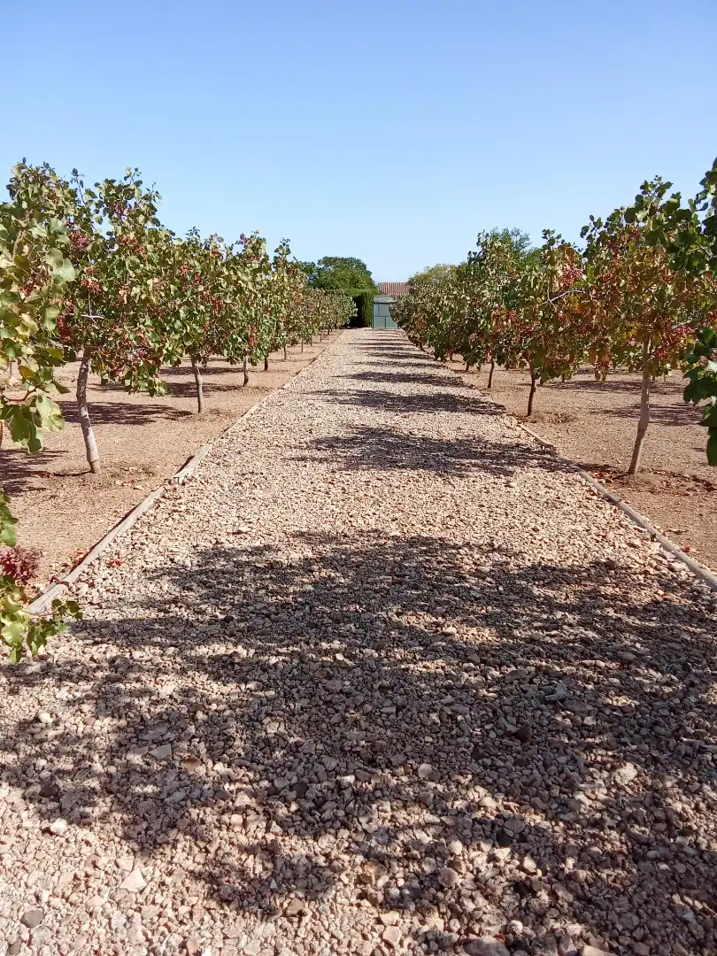 Jardí de Casa o xalet en venda en Ciudad Real amb Calefacció, Jardí privat i Traster