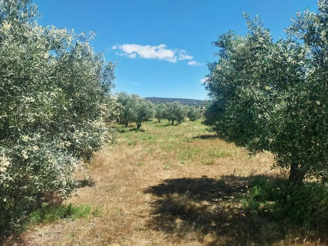 Grundstücke zum Verkauf in Hinojosa del Duque