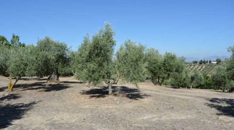 Fincas de Olivos , immagine 2