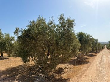 Casa rústica en venda a Fuente de Piedra