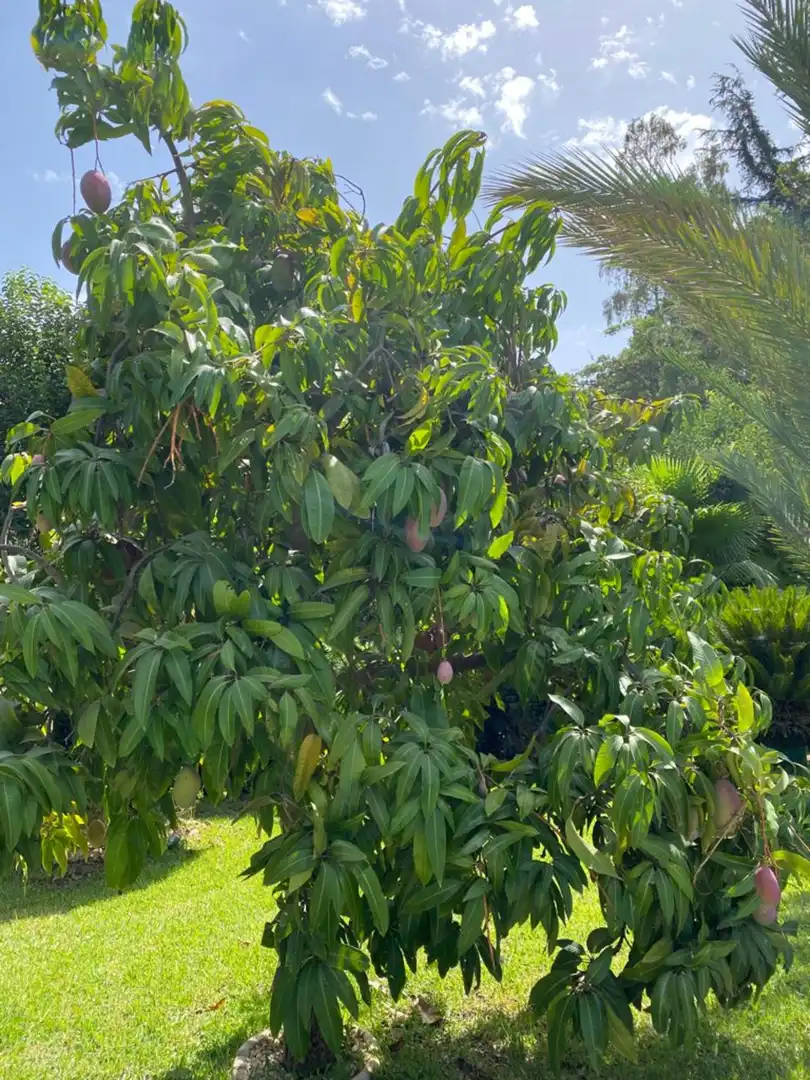 Jardí de Casa o xalet de lloguer en Marbella