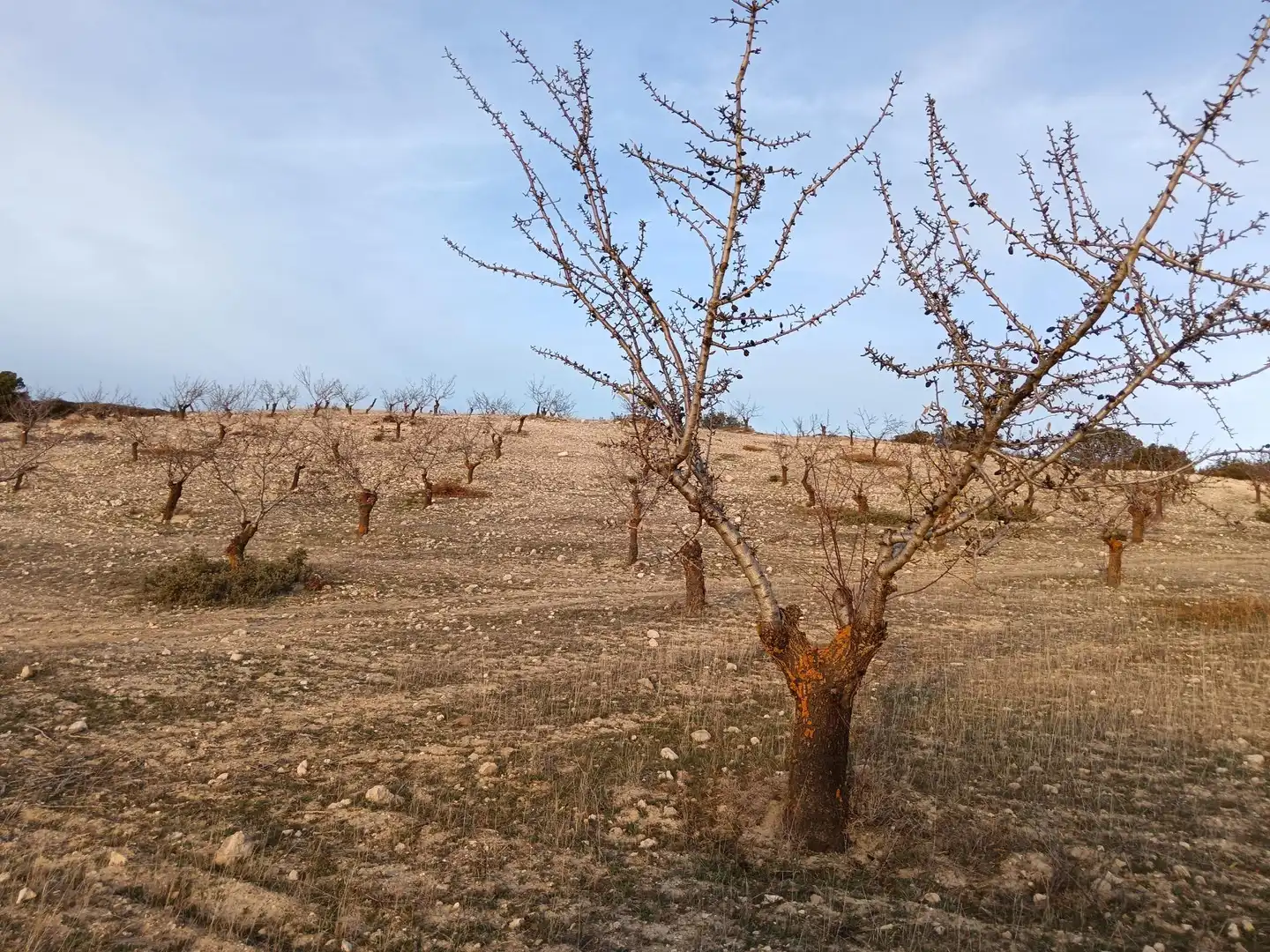 Terreny rústic en venda a Polígono 14 Parcela 91 CJO PAVA. ALHAMA DE GRANAD, imagen 5