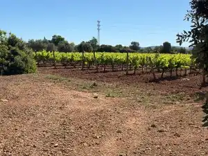 Terreno en venta en Santa Oliva