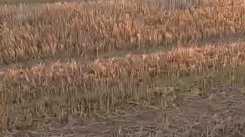 FINCA RUSTICA EN ALMAGRO, CIUDAD REAL, ESPAÑA, imatge 2