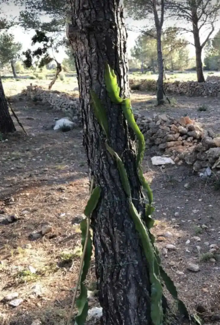 Jardí de Finca rústica en venda en Vandellòs i l'Hospitalet de l'Infant amb Jardí privat