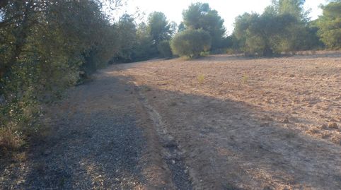 OPORTUNIDA FINCA AGRICOLA EN FLIX  RIBERA DEBRE, immagine 4