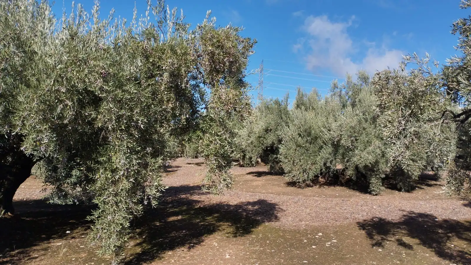 Terreno rustico in vendita a Carretera Monturque, imagen 3
