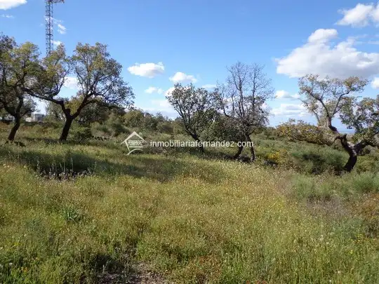 Terreni e lotti in vendita a Sierra de Fuentes, imagen 4