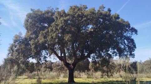 Foto 3 de Terreny en venda a La Roca de la Sierra , Badajoz