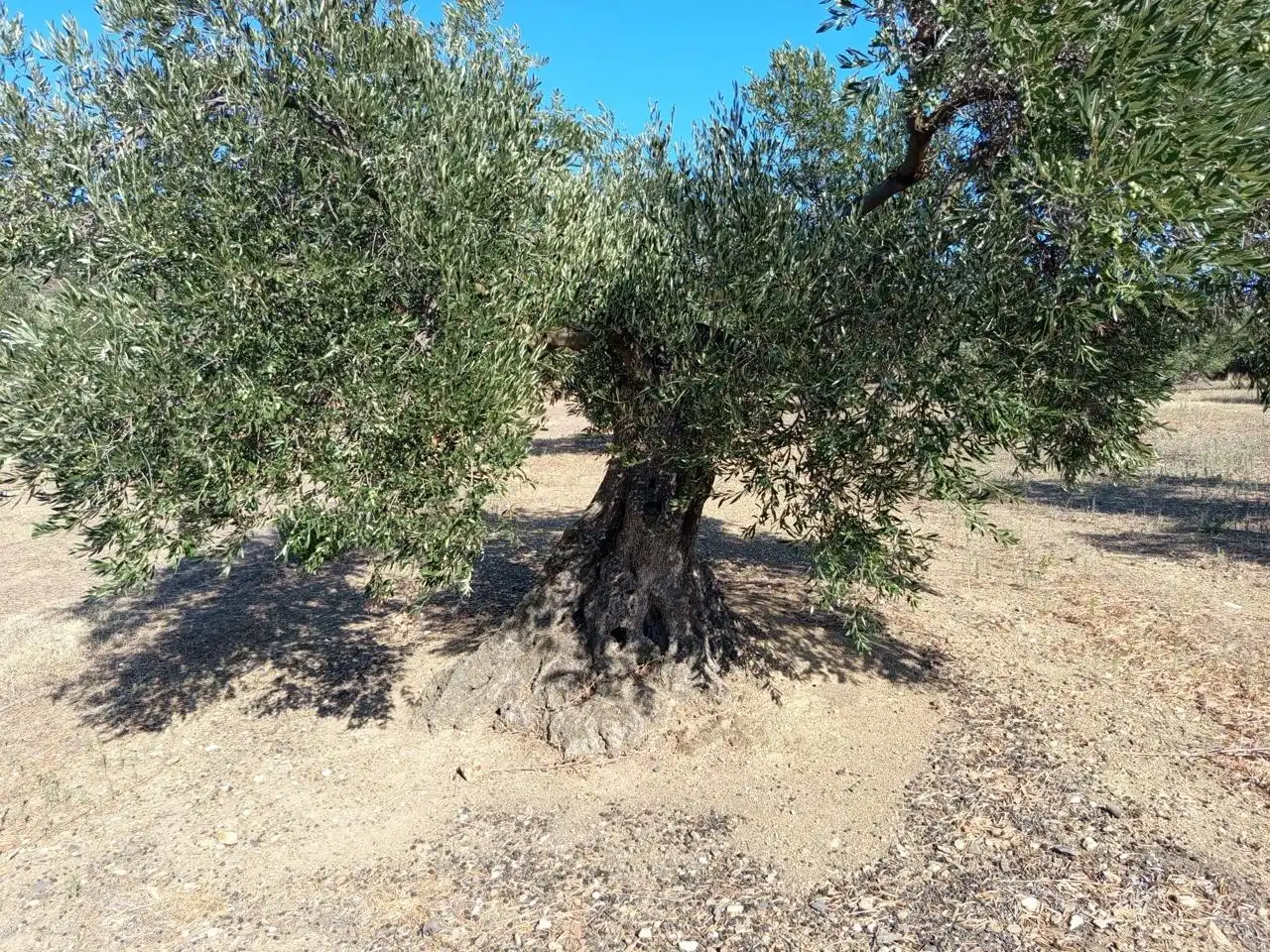Terrenos y solares en venta en mas oliva, imagen 4