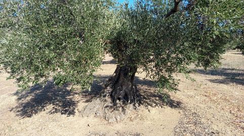 Photo 4 of Residential for sale in Mas Oliva, Els Grecs - Mas Oliva, Roses