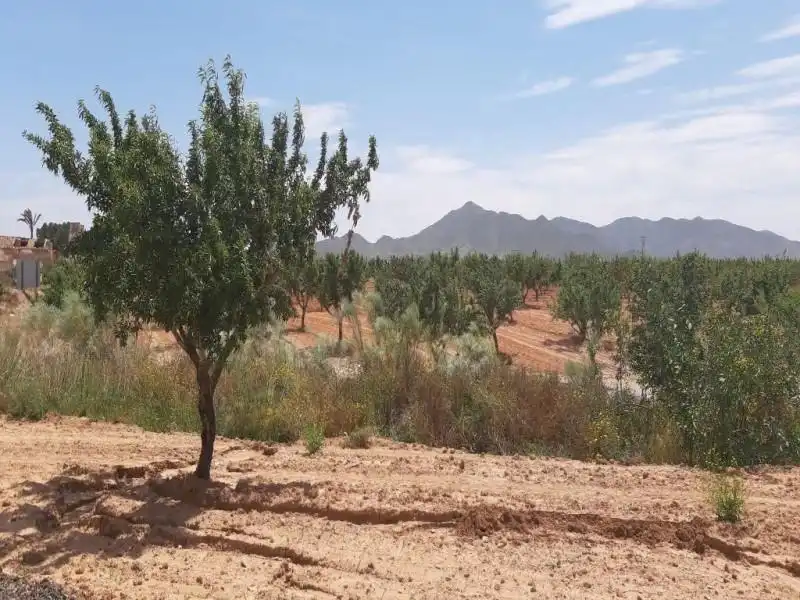 Terreno en venta en Fuente Álamo de Murcia