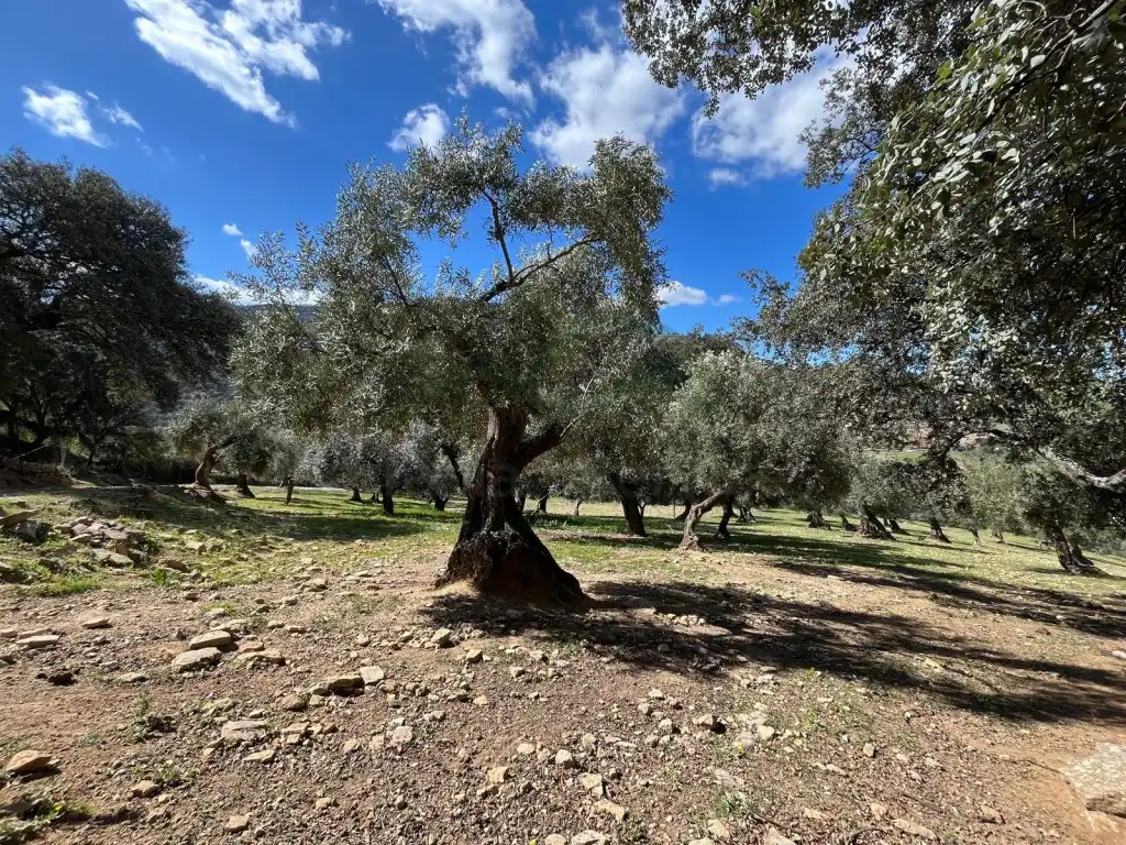 Jardí de Finca rústica en venda en Ronda
