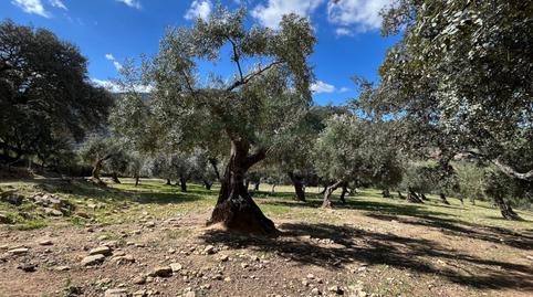 Foto 3 de Finca rústica en venda a N/a, Partidas Sur, Málaga