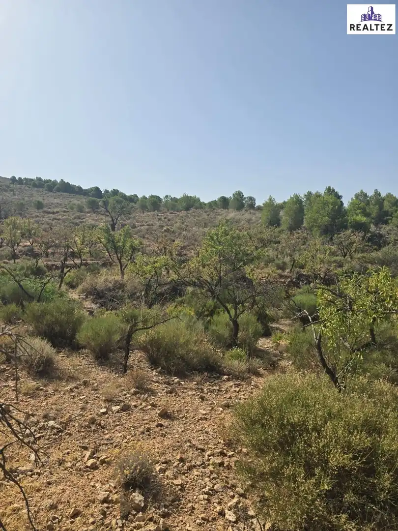 Terrain rustique à vendre à Alcolea, imagen 6