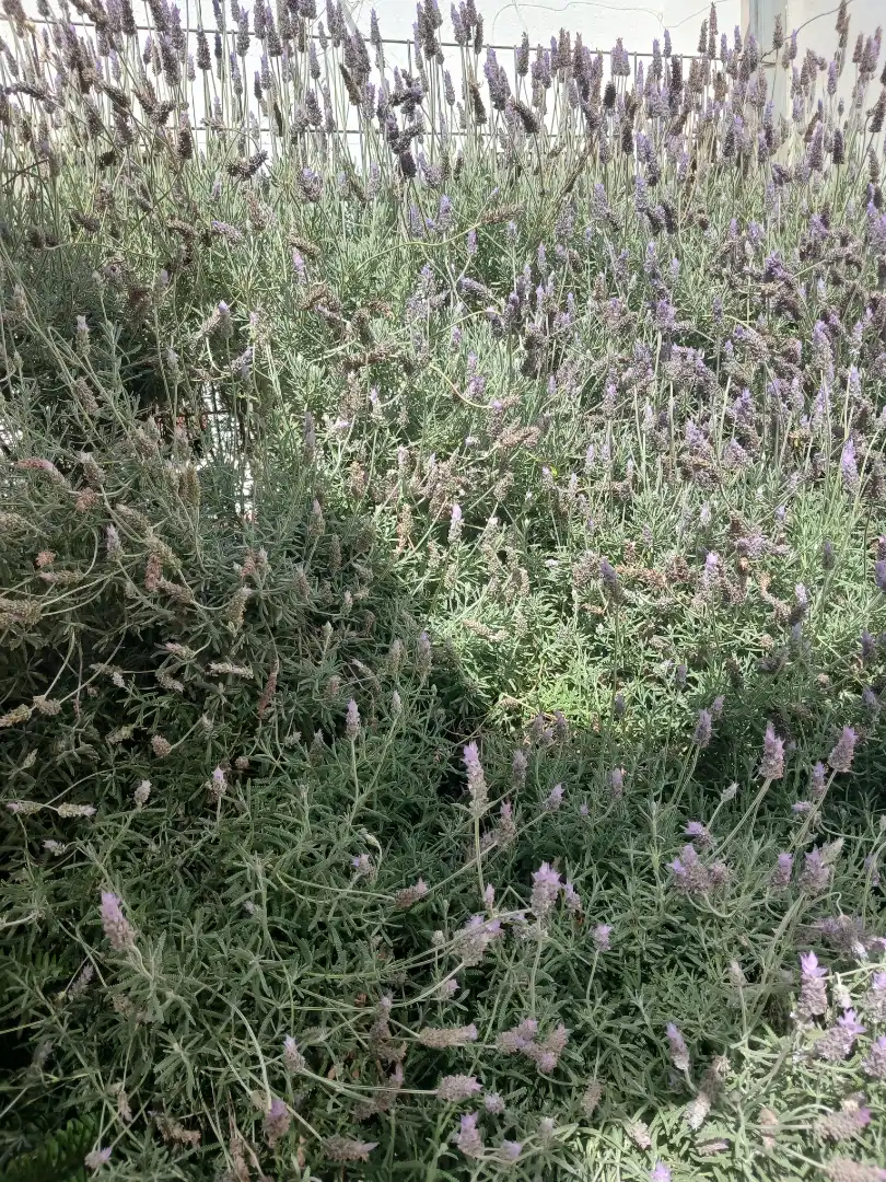 Garden of Detached homes for sale in Dalías  with Air Conditioner, Terrace and Swimming Pool