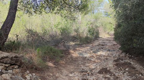 Pinar de 3048 m2 con acceso desde 2 caminos, immagine 4