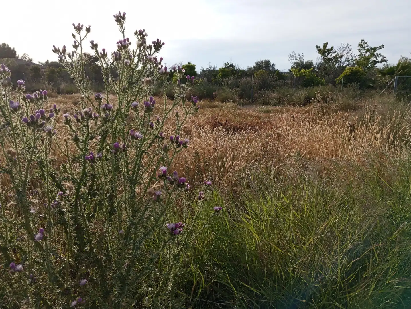 Jardín de Terreno en venta en Murcia
