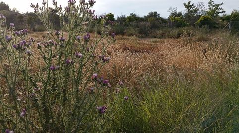 Photo 4 of Land for sale in Sangonera la Seca, Murcia Capital