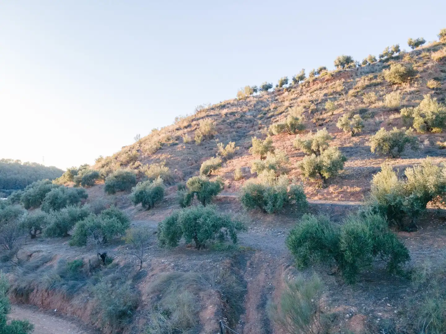 Terreno rustico in vendita a Calicasas, imagen 14
