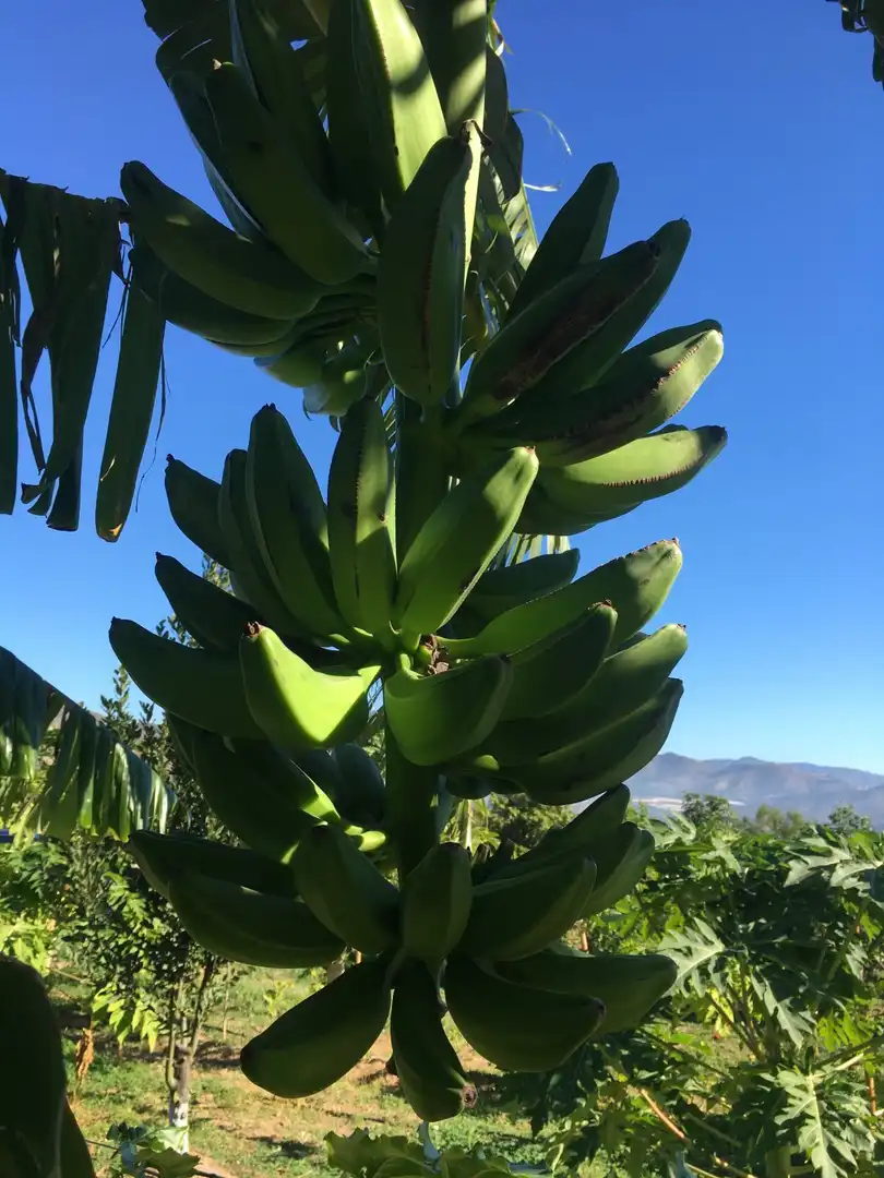 Casa rústica en venda a Monte los Almendros - El Pargo - Costa Aguilera, imagen 55