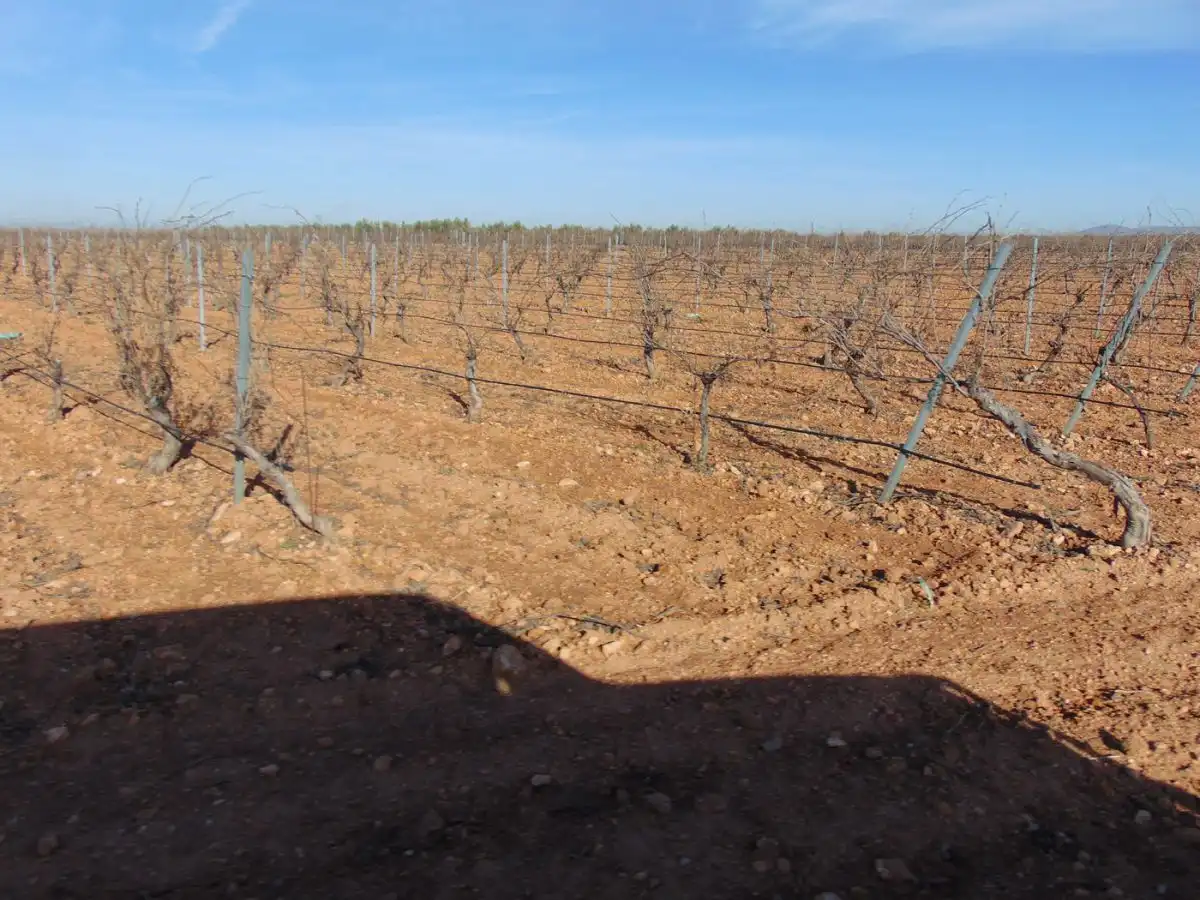 Rural land for sale in Valdepeñas, imagen 33