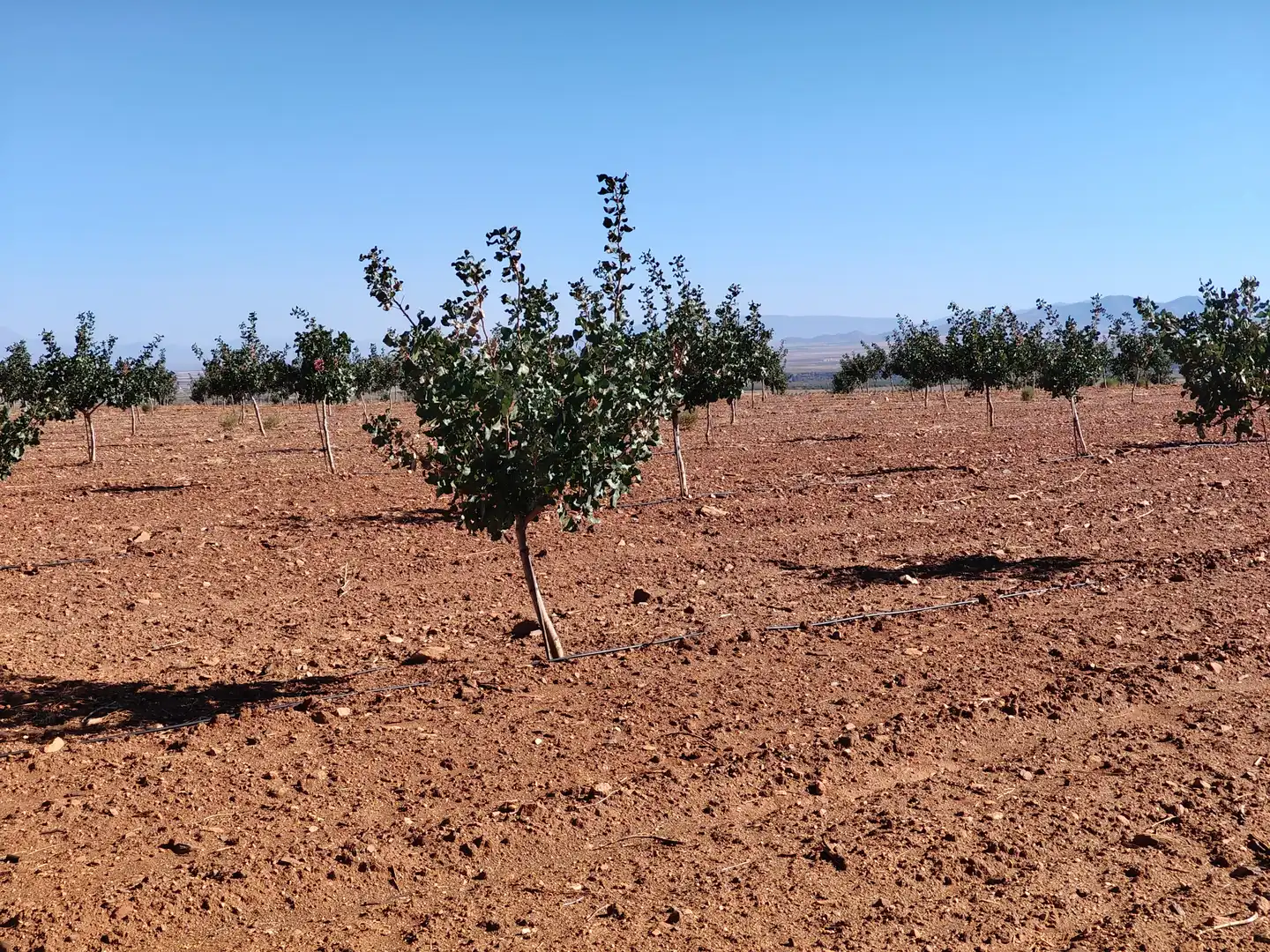 Terreno rustico in vendita a N/A, imagen 9