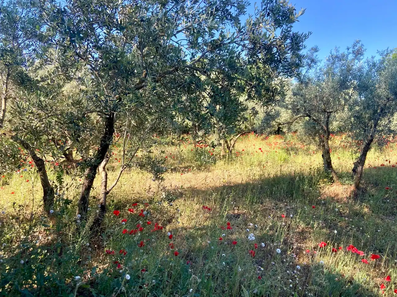 Xalet amb jardí en venda a Camino del Calvario, imagen 13