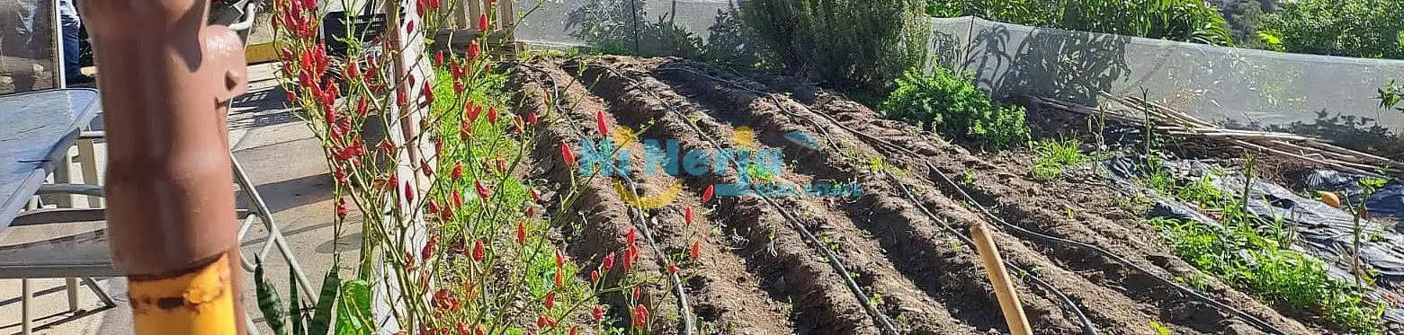Casa o chalet de alquiler en Torrox Pueblo