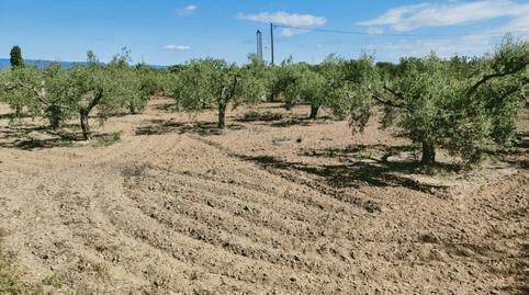 Photo 4 of Land for sale in Lloc Masia Morell, Vila-seca Poble, Tarragona
