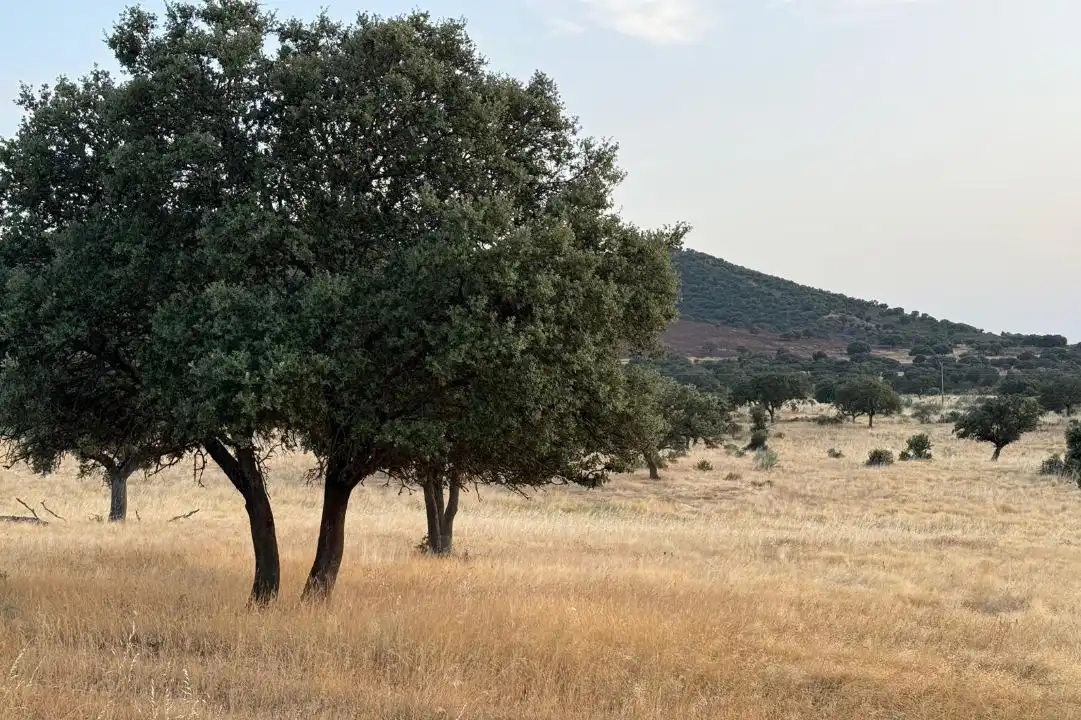 Land for sale in Casco Antiguo