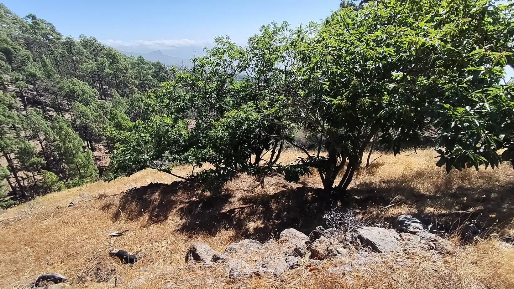 Rural land for sale in Machado - Las Barreras, imagen 7