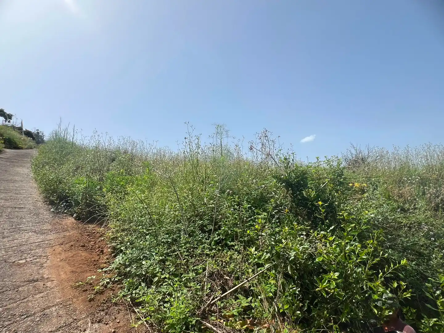 Terreno rústico en venta en Carretera Nueva Corujera, imagen 16