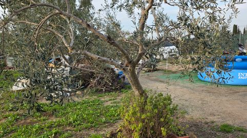 Foto 4 de Terreno en venta en N/a, Los Molares, Sevilla