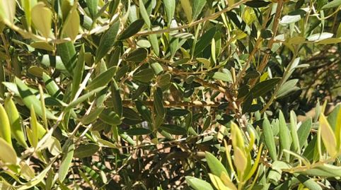 EN VENTA PARCELA DE OLIVOS CTRA . MARCHENA ECIJA (SEVILLA), immagine 4